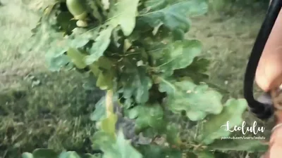 Scambisti si divertono un mondo nella foresta — screenshot 